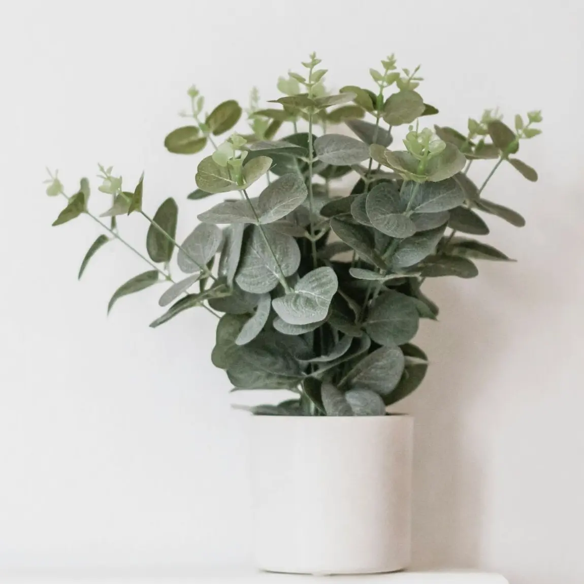 green leaf plant in white pot