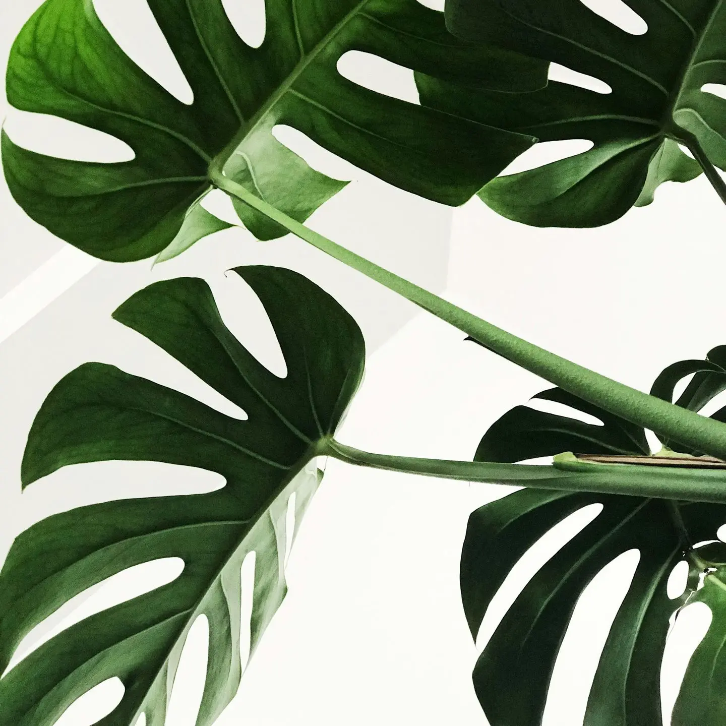 green leaves