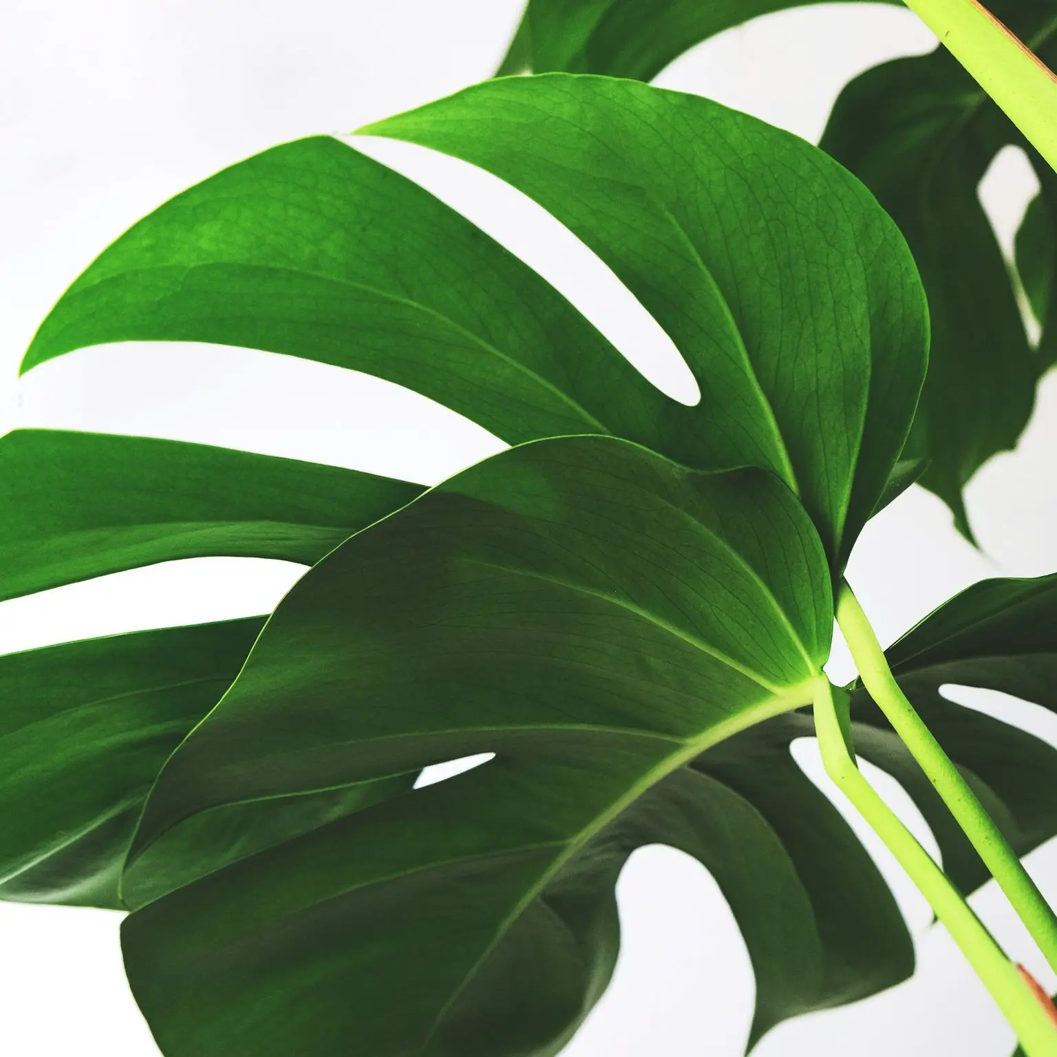 green leaves on white background