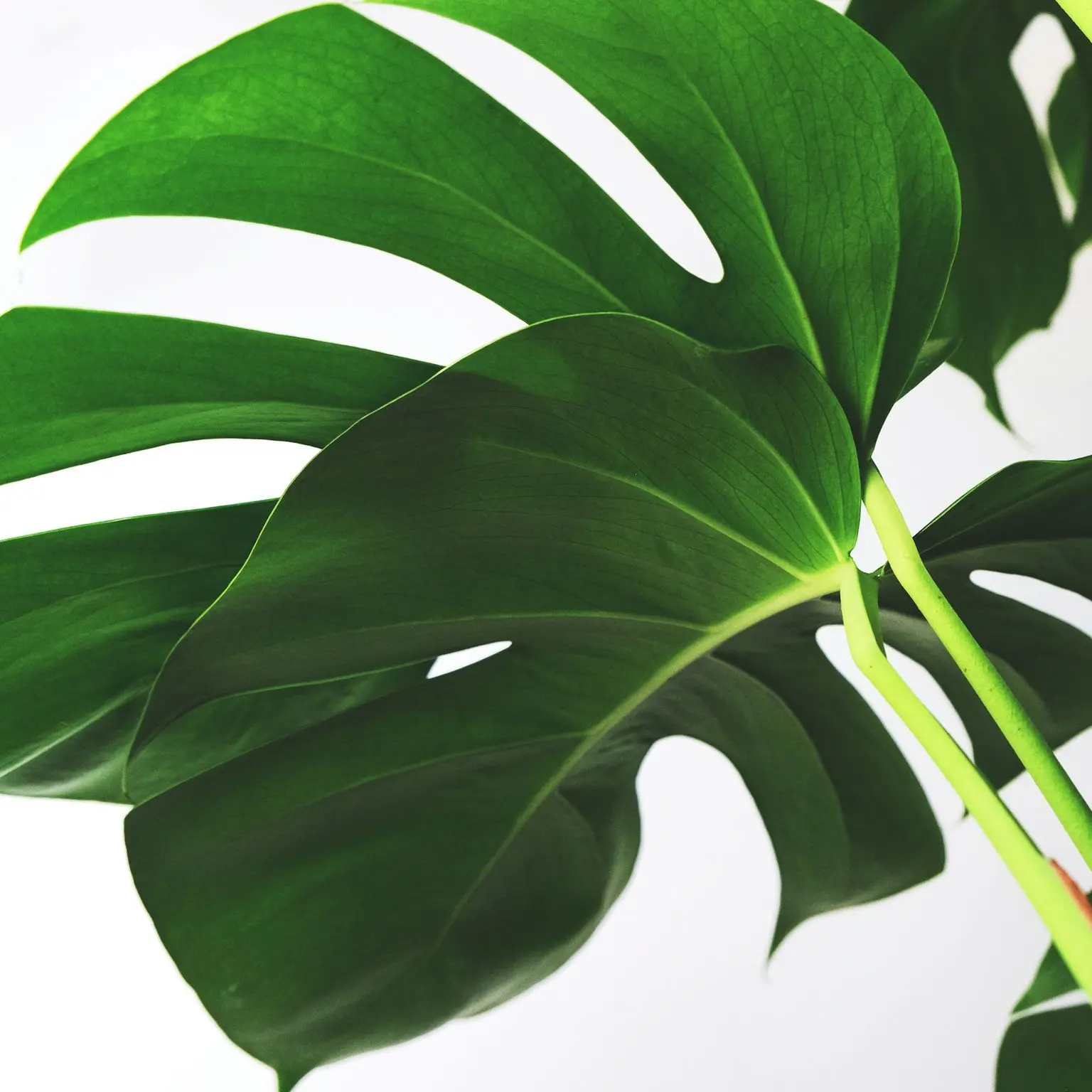 green leaves on white background