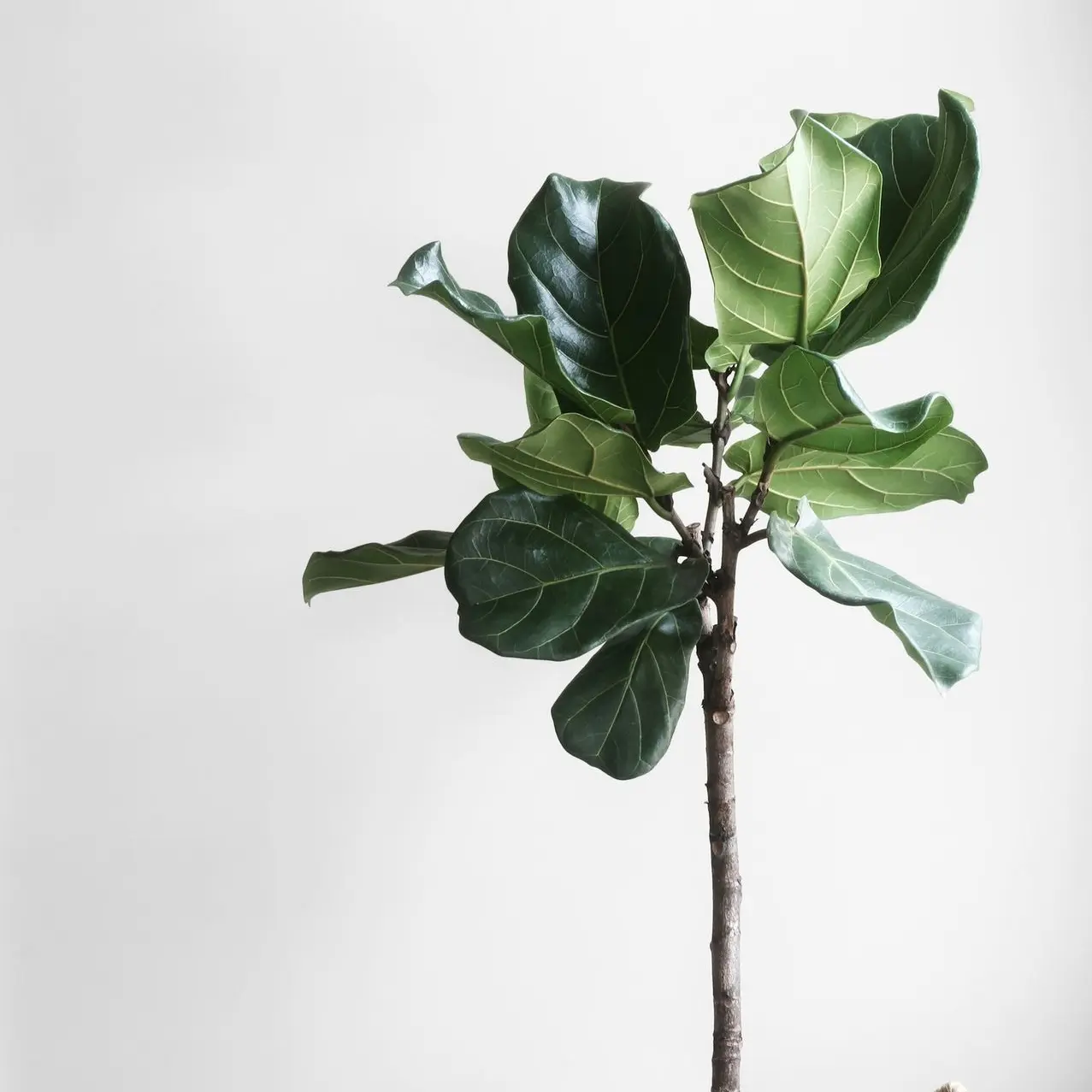 potted green plant beside wall