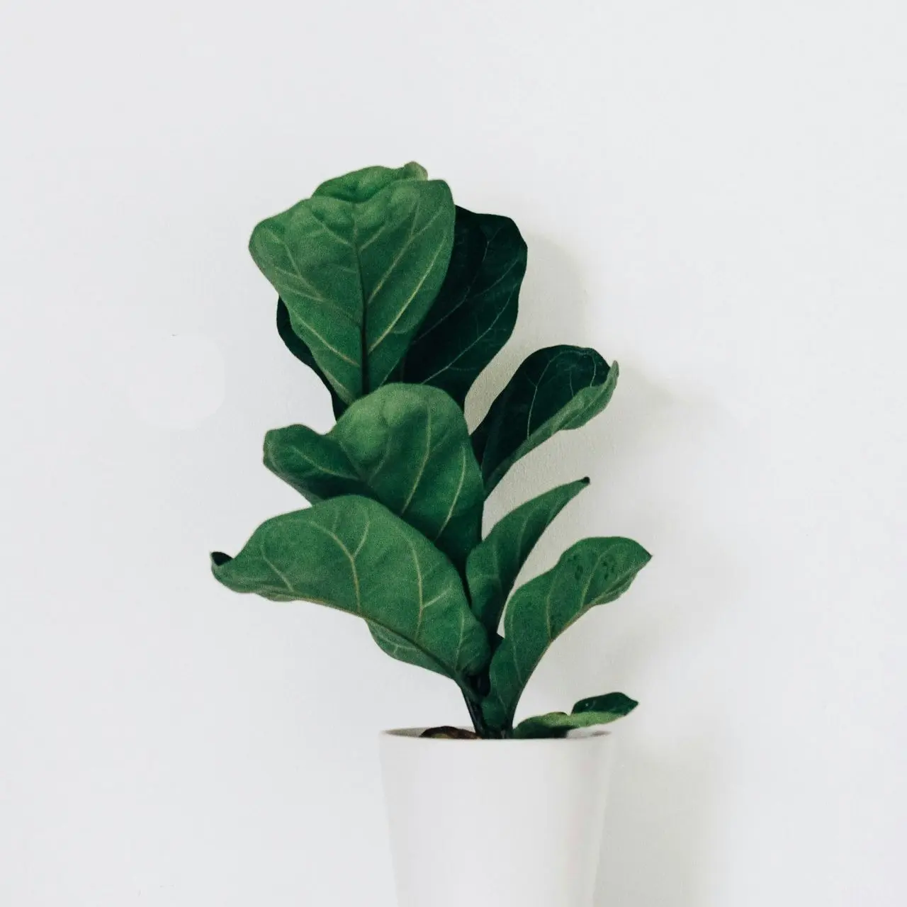 green-leafed plant in white pot