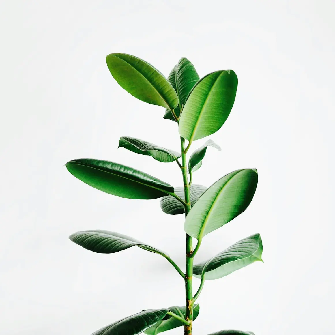 green leaf plant