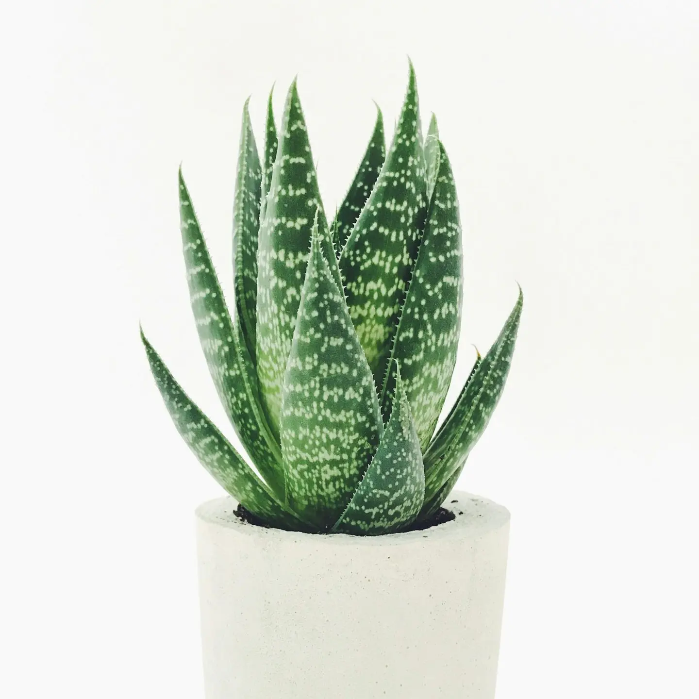 Aloe vera in white pot