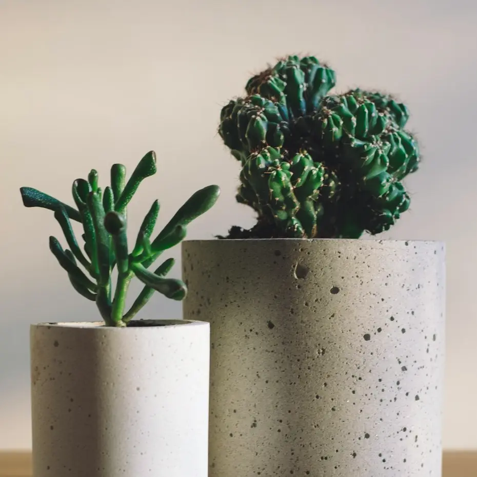 shallow focus photography of potted plants
