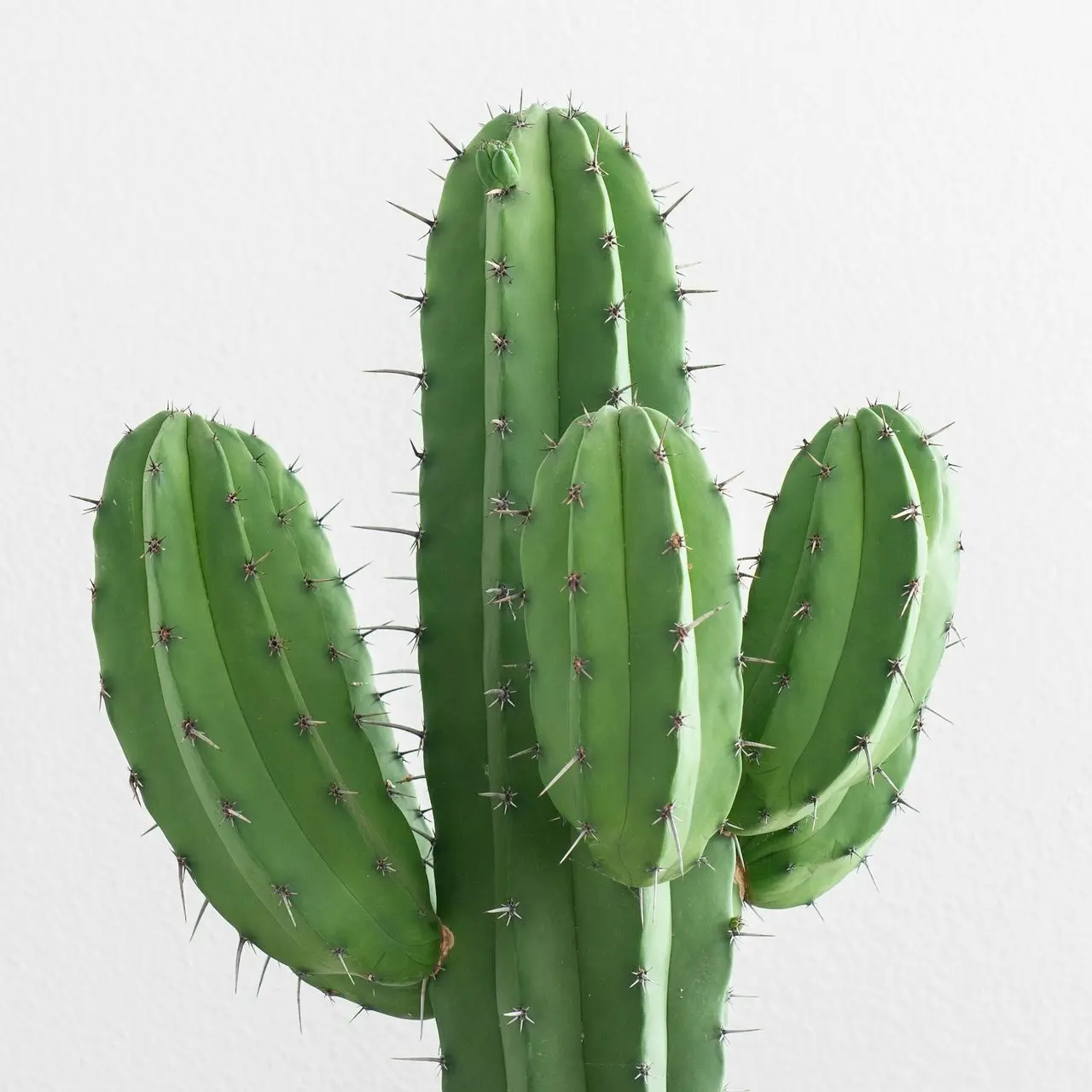 cactus plant