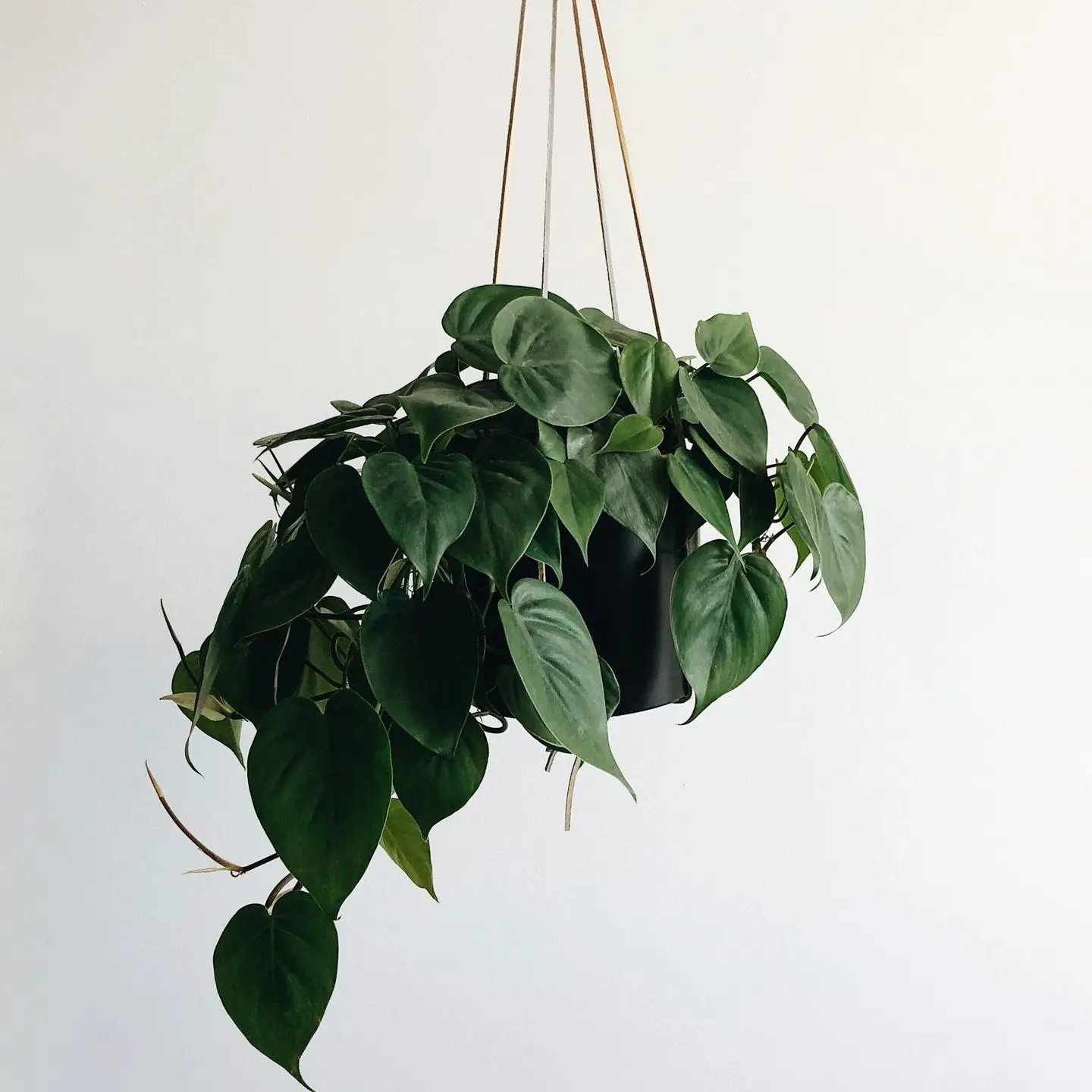 green leaves plant and black hanging pot rack