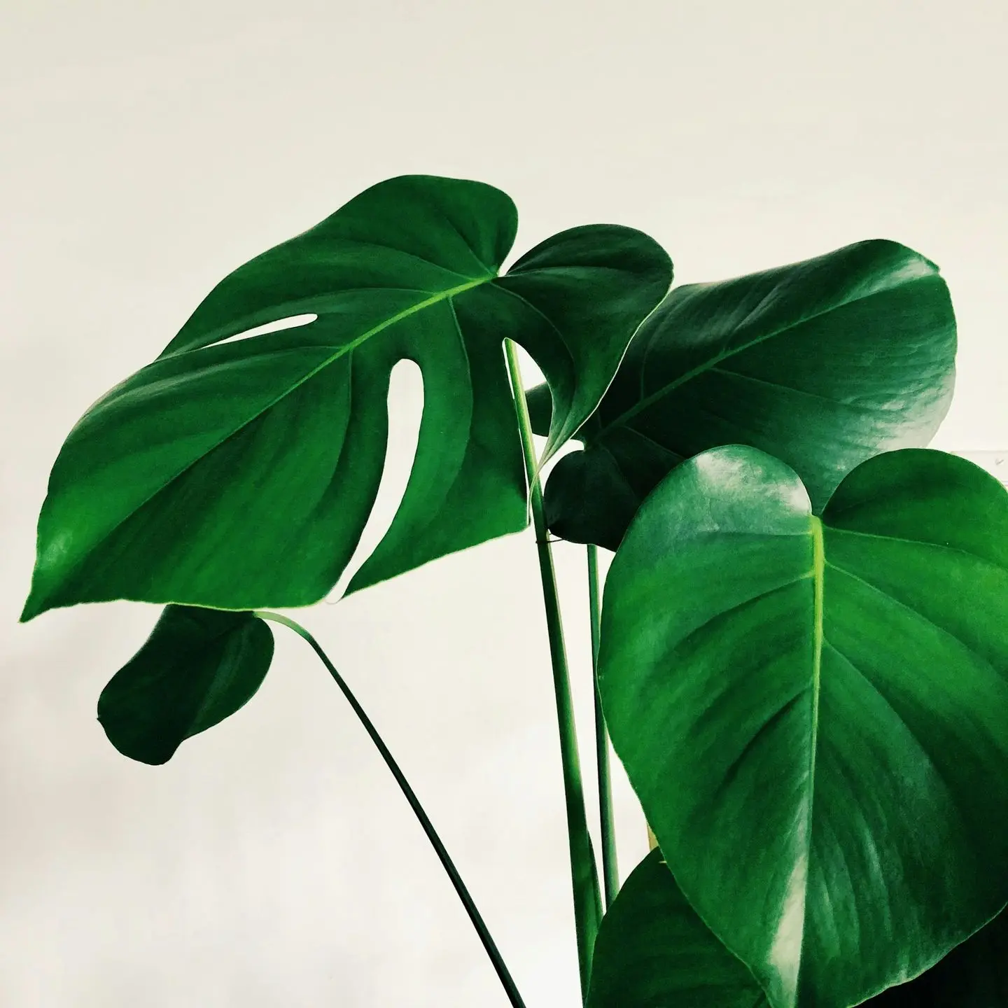 green leaves on white background
