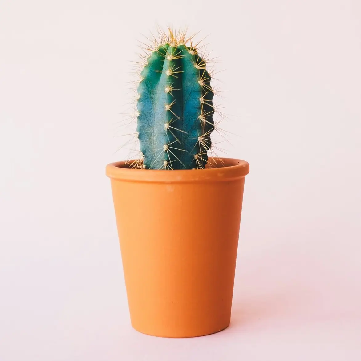 green cactus plant on brown pot