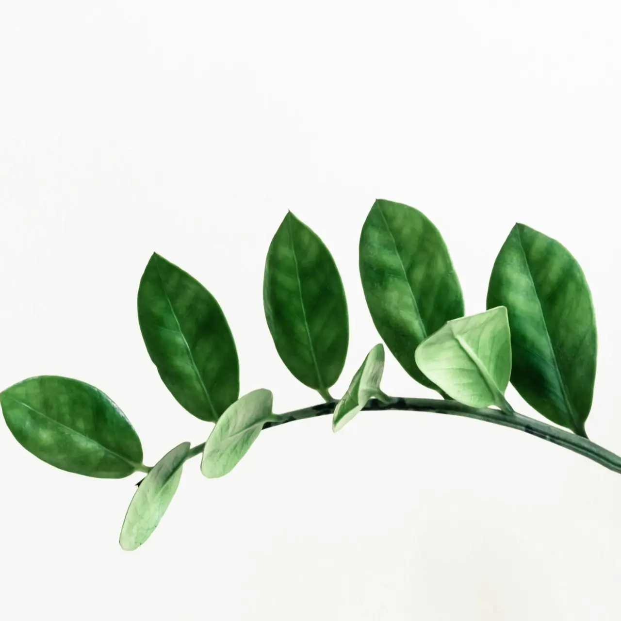 green leafed plant clip art
