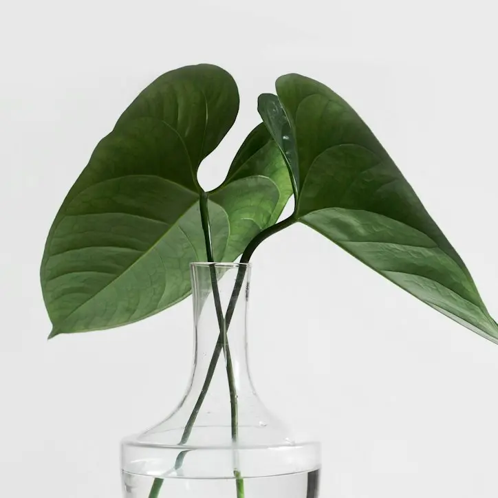 green leafed plant on clear glass vase filled with water