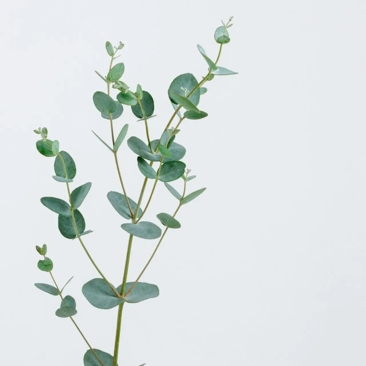 green-leafed plant